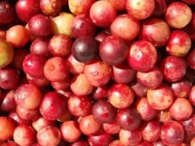 Camu Camu 9, 10