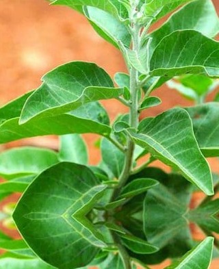 Ashwagandha 20, 21